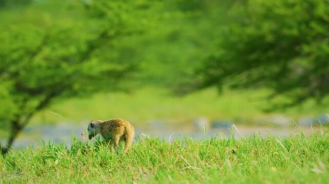 Closeup of a meerkat standing on the ground covered in greenery under the sunlight.