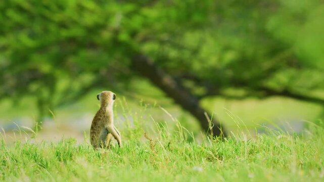 Meerkat (Suricata suricatta) Timon in Kalahari desert staying on red sand close to burrow watching around. Morning sun. Patrol. Meerkat with yellow flowers.