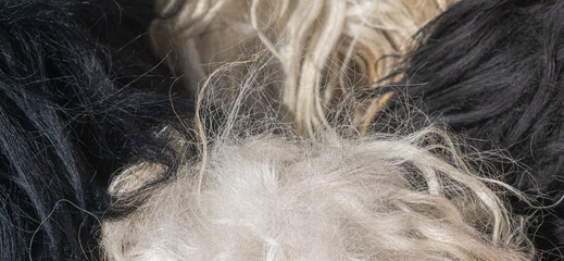 Mixed wool fiber texture close up black white and beige fleece strands natural textile abstract background © Miroslav