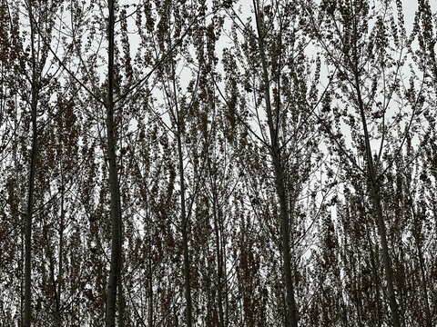 Bosco di pioppi in inverno