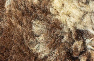 Natural wool fiber texture close up raw fleece background with brown and beige curly organic material © Miroslav