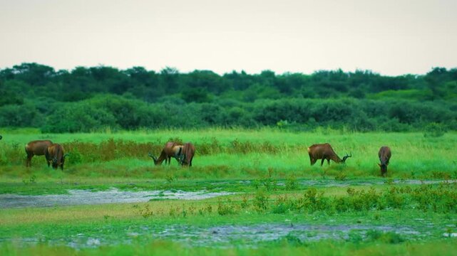 Red (Cape) hartebeest (Alcelaphus buselaphus caama) grazing in Savanah of Botswana South Africa.