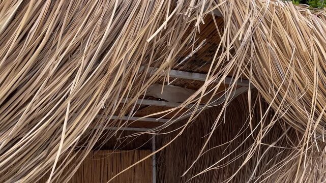 Thatched roof close-up with natural dried palm leaves, with green trees in background