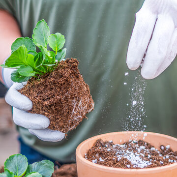 Pansy flower planting in terracotta pot with perlite and fertilizer in peat substrate close up, hands in white gloves, greenhouse gardening concept with copy space