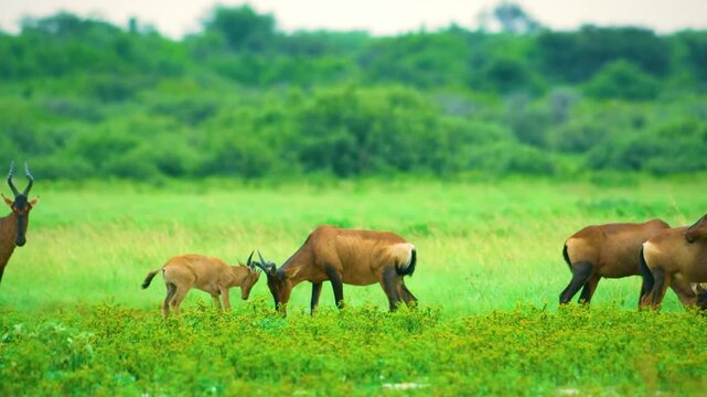 A Young red hartebeest or Cape hartebeest (Alcelaphus buselaphus caama) playing with her mother.