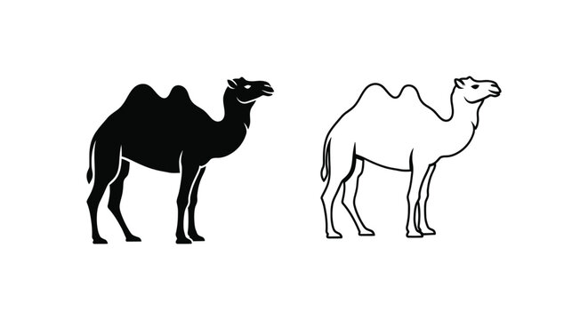 Camel Illustrations: Bactrian vs Dromedary Camels Vector