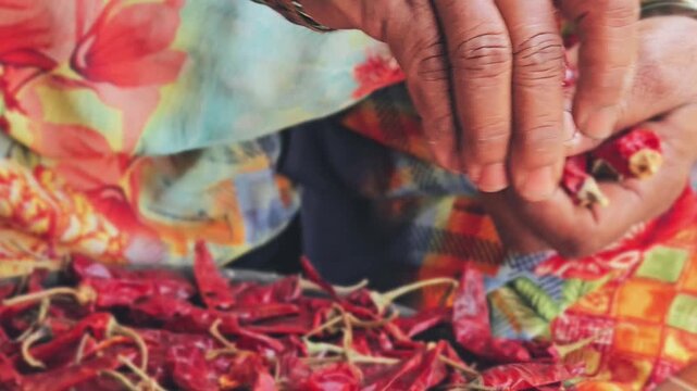 A woman's hands carefully remove dried stems from vibrant red Reshampatti or Byadgi chilies, an essential step in preparing authentic, flavorful chili powder at home. Tradition in every pinch.