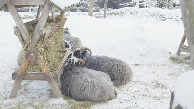 This image captures sheep feeding on hay in a snowy environment, showcasing a serene winter scene. The animals are gathered around a feeding trough, highlighting a peaceful moment in nature during col