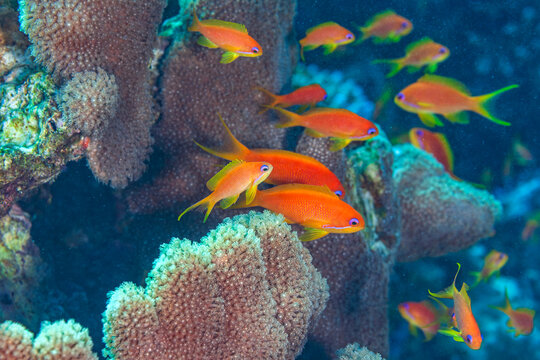 Vibrant Sea Goldie (Pseudanthias squamipinnis) swimming near a massive hard coral reef in the Red Sea.