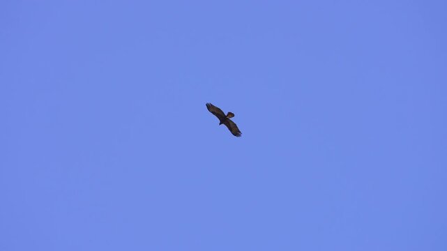 Golden Eagle flying through the sky as a Peregrine Falcon dives past it in slow motion.