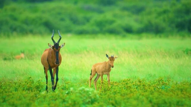 A Young red hartebeest or Cape hartebeest (Alcelaphus buselaphus caama) grazing with her mother.