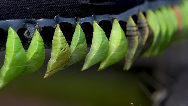 Chrysalis hatching butterfly set macro video tropical Nymphalidae metamorphosis close-up wildlife sequence