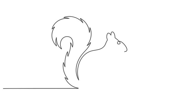 Continuous single line animation of squirrel for spring season Easter concept minimalist line art video