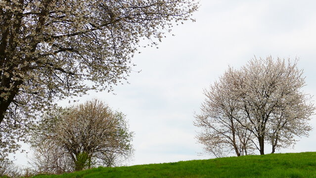 Kirschenbl&uuml;te im H&uuml;gelland


