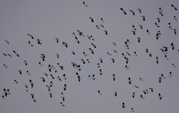 large flock of flying northern lapwings (vanellus vanellus) migrating in a grey sky