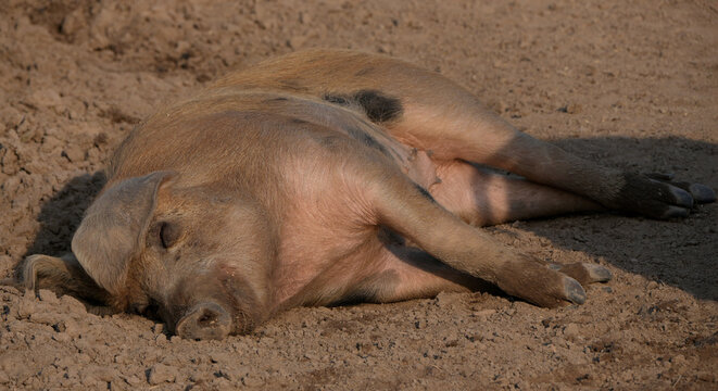 sleeping domestic pig lying on its side in the dry dirt of a farm