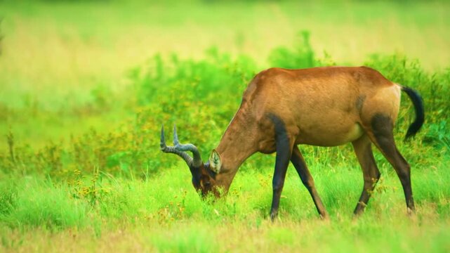 The red hartebeest (Alcelaphus buselaphus caama), also called the Cape hartebeest or Caama, is a subspecies of the hartebeest found in Southern Africa. 