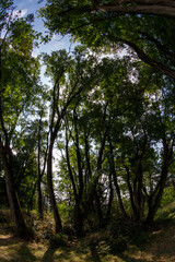 Fototapeta premium Forest in summer - Ile-de-France - France