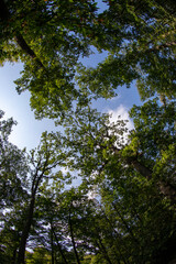 Fototapeta premium Forest in summer - Ile-de-France - France