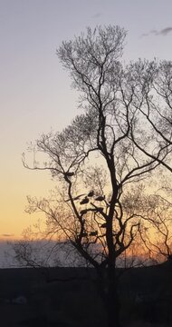 Wild turkeys roosting in a bare tree at sunset