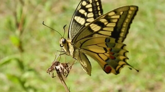 Butterfly Old World swallowtail, Papilio machaon sits on dry grass moved by wind in meadow and flies away on sunny windy summer day - close-up, slow motion. Topics: beauty of nature, wildlife