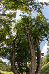Fototapeta premium Forest in summer - Ile-de-France - France
