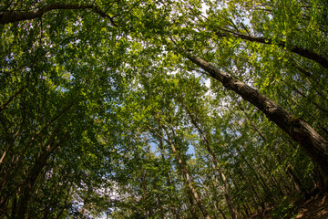 Fototapeta premium Forest in summer - Ile-de-France - France