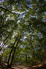 Fototapeta premium Forest in summer - Ile-de-France - France