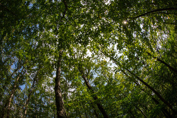 Fototapeta premium Forest in summer - Ile-de-France - France