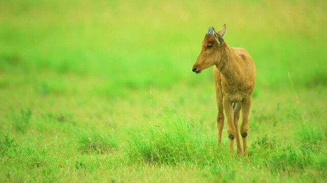Red hartebeest ) or Cape hartebeest (Alcelaphus buselaphus caama) grazing in grasslands at Mountain Zebra National Park, Eastern Cape, South Africa. 