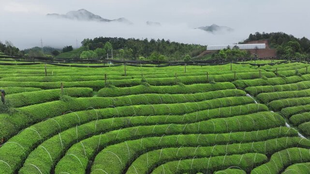 Misty mountain tea plantation with terraced fields and lush green tea bushes under soft morning fog