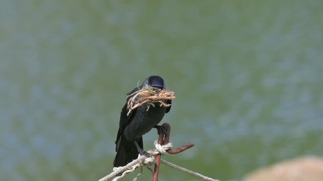 Jackdaw (Corvus monedula) with a beak full of dried grass and moss to use as nesting material. Early April, Kent, UK [Slow motion x4]