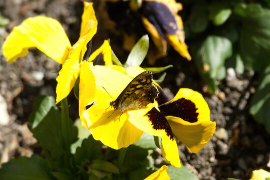 Speckled Wood Butterfly (Pararge aegeria) perched on yellow pansy in Zurich, Switzerland