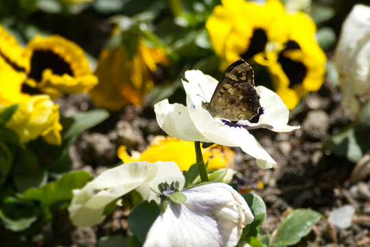 Speckled Wood Butterfly (Pararge aegeria) perched on white pansy in Zurich, Switzerland