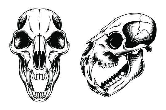 Detailed of two aggressive monkey skulls, front and side views animal skull black and white