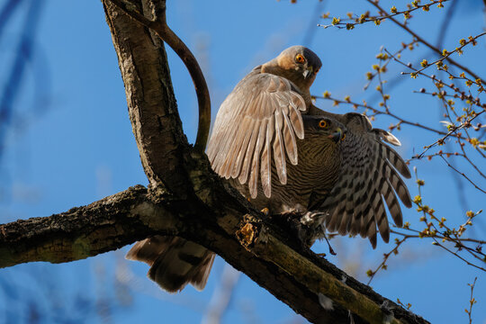 A pair of Eurasian sparrowhawks mating on a branch; the female eats the prey brought by the male on a sunny spring evening.