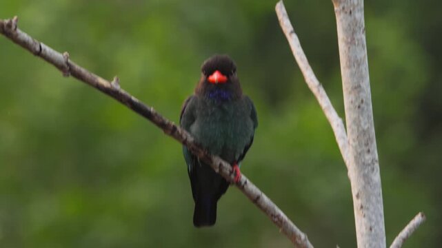 Oriental dollarbird perched among tree branches at morning.