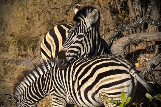 Zebra resting its head on top of another