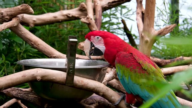 Adorable parrot,Sun conure bird,Green-cheeked conures bird and Cockatiel bird holding and eat plant in the cage.Cute parrot.