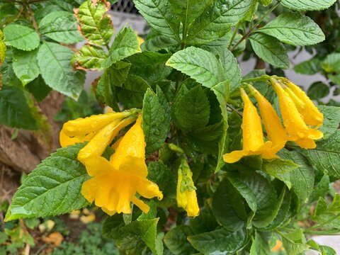 Premium Water droplets on flower. Yellow Tecoma close up. Yellow Bells close up. Yellow Elder isolated. Trumpetbush blossom. Tecoma stans (L.) Juss. ex Kunth. 