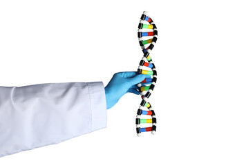 Obraz premium Scientist Hand Holding DNA Strand Genetic Research Concept Isolated on White