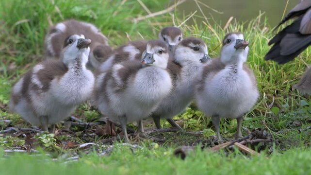 Egyptian Goose (Alopochen aegyptiaca) young goslings drinking from a puddle. April, Kent, UK [Half speed]