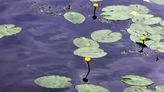 Yellow Water Lilies and Lily Pads on a Green Pond Surface with birds singing background