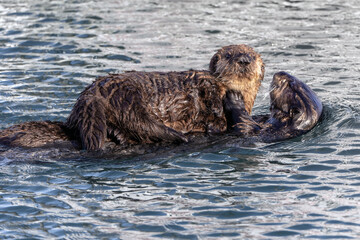 California Sea Otter swimming with baby © kcapaldo