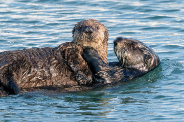 California Sea Otter swimming with baby © kcapaldo