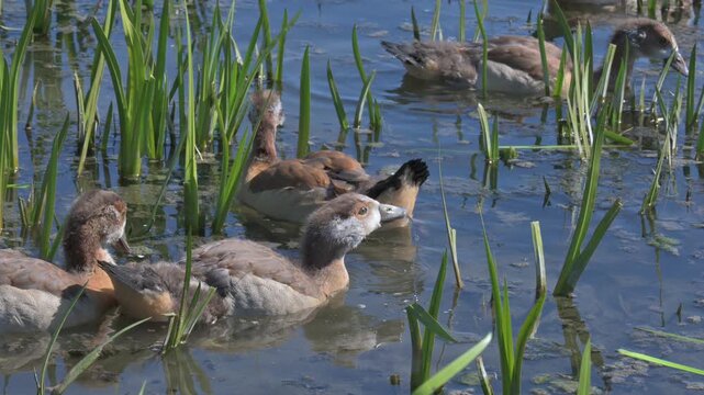 Egyptian Goose (Alopochen aegyptiaca) growing goslings drinking from a lake. April, Kent, UK [Slow motion x4]