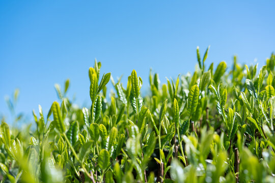 茶畑　青空