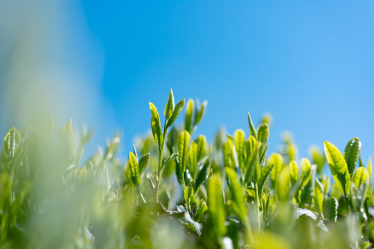 茶畑　青空