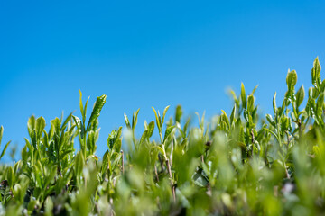 Naklejka premium 茶畑 青空
