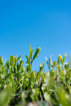 茶畑　青空